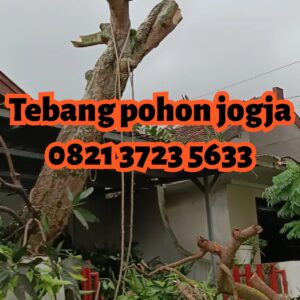 Jasa Tebang Pohon 234