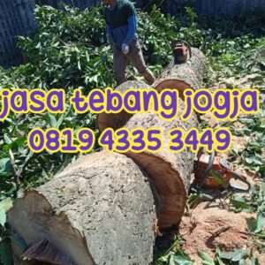 Jasa Tebang Pohon 234